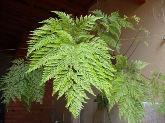 Renda portuguesa (Davallia fejeensis)