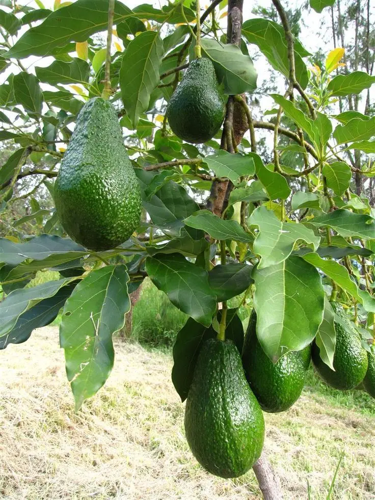 Abacateiro com frutos pendurados, uma árvore que pode causar problemas no quintal devido à queda de frutos pesados.