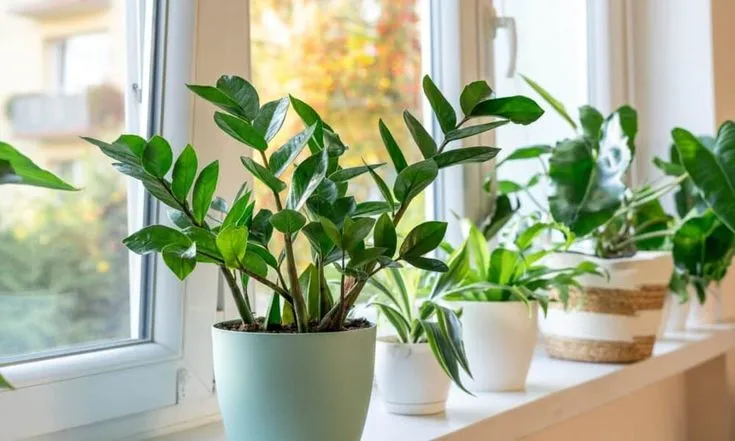 Zamioculca em vaso próximo à janela, com outras plantas ao fundo, representando o acompanhamento do crescimento das raízes.