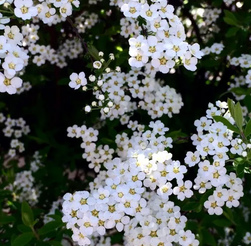 Pequenas flores brancas do álisso cobrindo o solo com delicadeza.