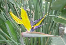 Flor da Ave-do-Paraíso com pétalas amarelas e roxas em meio à folhagem verde.