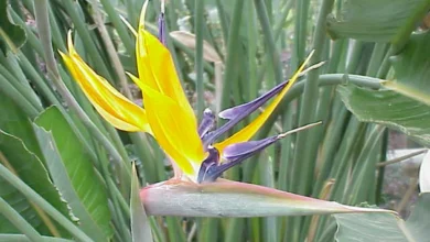 Flor da Ave-do-Paraíso com pétalas amarelas e roxas em meio à folhagem verde.