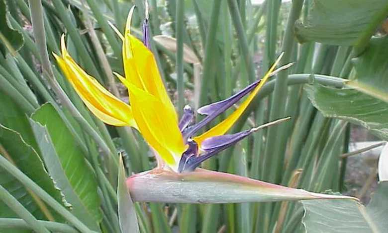 Flor da Ave-do-Paraíso com pétalas amarelas e roxas em meio à folhagem verde.