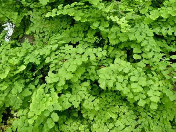  Folhagem verde delicada da avenca (Adiantum capillus-veneris), uma planta ornamental de sombra.