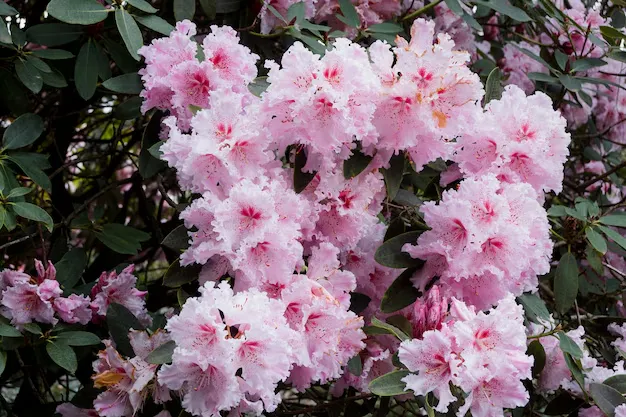 Arbusto de azaleias com flores cor-de-rosa em plena floração.