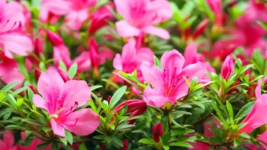 Azaleias cor-de-rosa em flor, trazendo um toque vibrante ao jardim