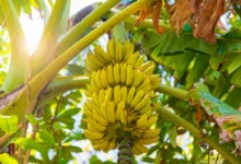 Cachos de banana maduros em uma bananeira iluminada pelo sol