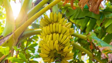 Cachos de banana maduros em uma bananeira iluminada pelo sol