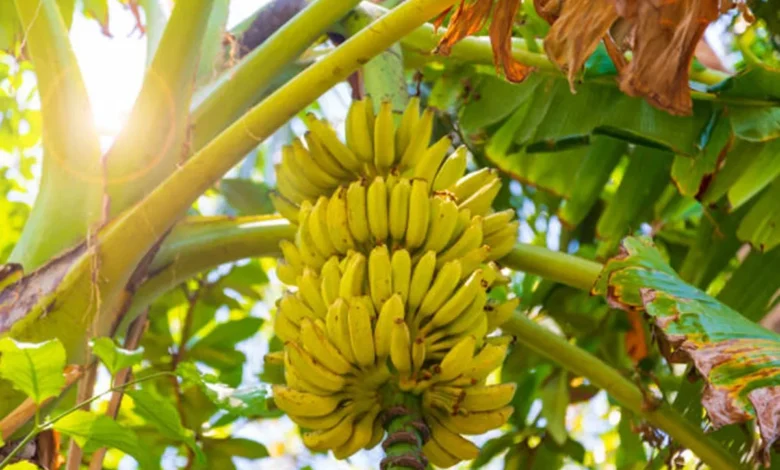 Cachos de banana maduros em uma bananeira iluminada pelo sol