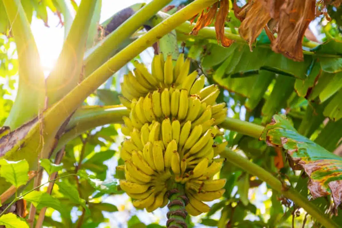 Cachos de banana maduros em uma bananeira iluminada pelo sol