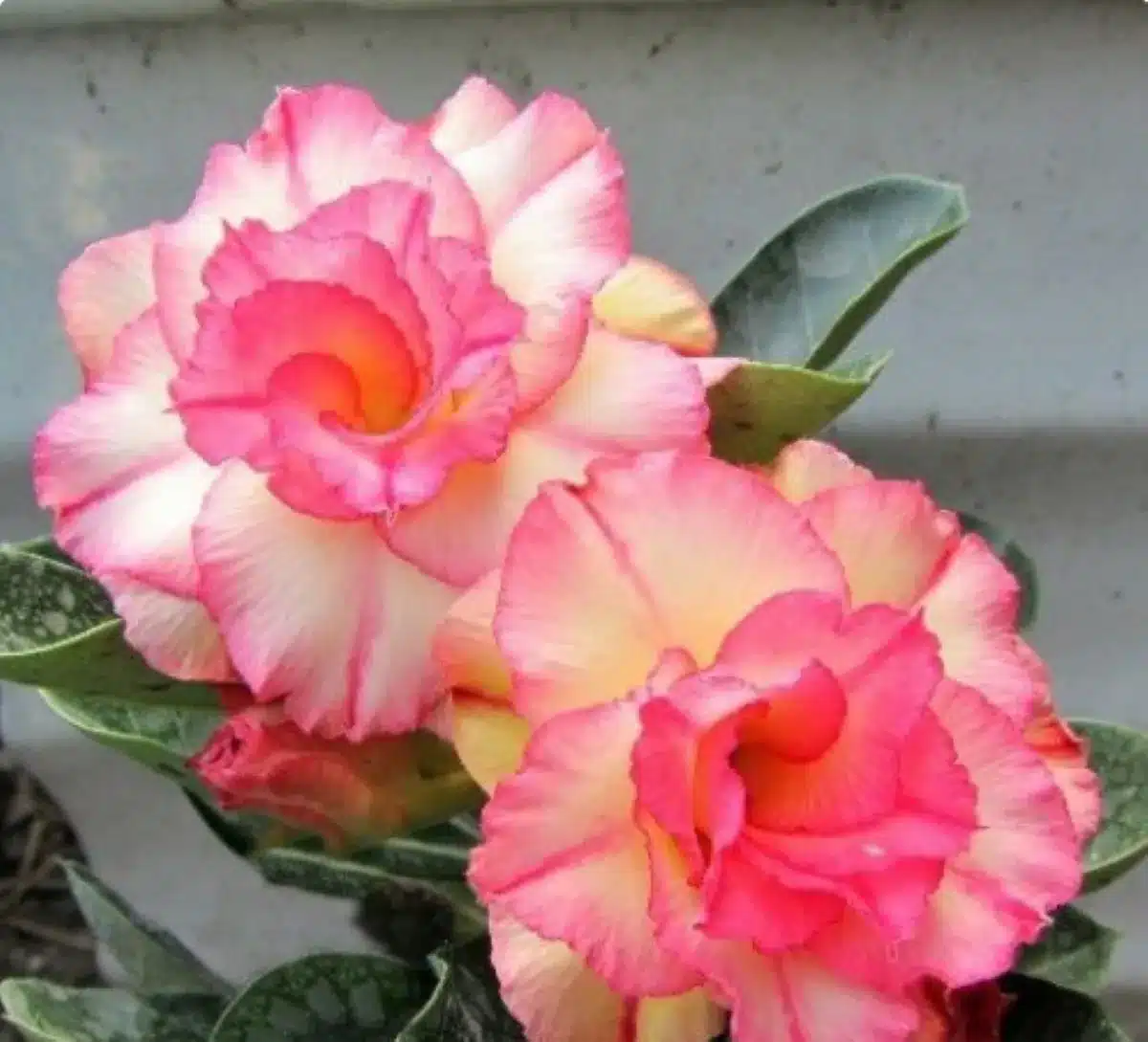 Duas flores de rosa-do-deserto com tons de rosa e amarelo em destaque.