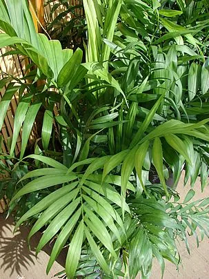 Folhagem exuberante da Camedória Elegante, uma planta tropical para ambientes internos.