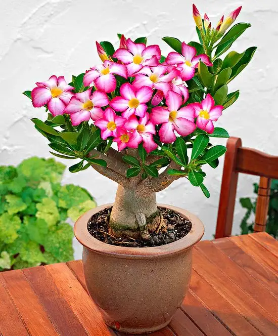 Rosa do Deserto florida em um vaso sobre uma mesa de madeira.