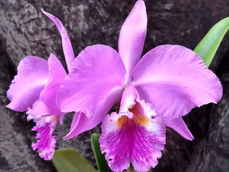 Orquídea Cattleya labiata, conhecida como a rainha brasileira dos perfumes, com suas flores de tonalidade lilás e detalhes em amarelo.