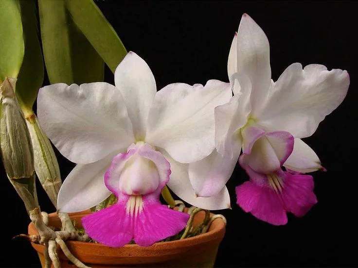 Orquídea Cattleya walkeriana, com flores brancas e rosas, conhecida pelo aroma de canela das florestas brasileiras.