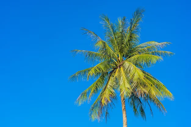 Coqueiro alto com folhas verdes e céu claro ao fundo, representando uma árvore frutífera que pode trazer riscos ao quintal.