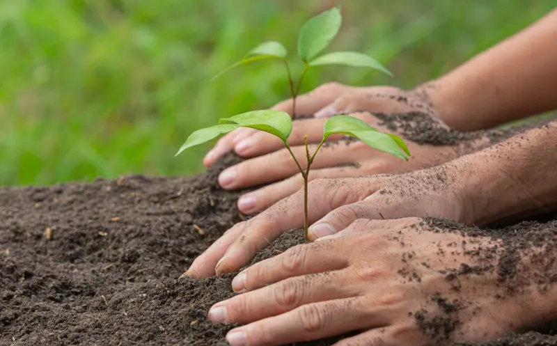 Mãos cuidadosas plantando uma muda em solo fértil, simbolizando cultivo e crescimento.