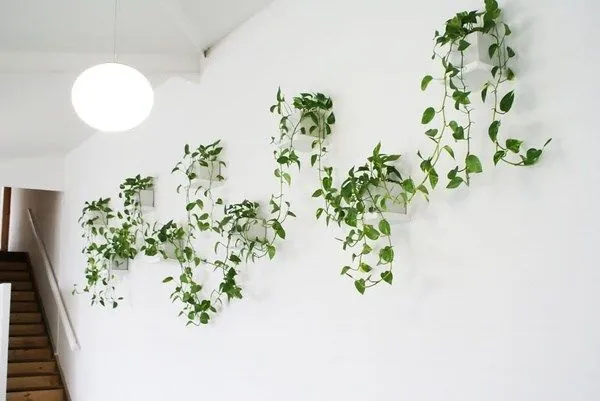 Parede decorada com plantas Jibóia suspensas em vasos minimalistas.