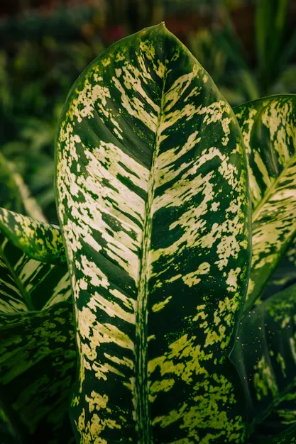  Folhagem detalhada da planta Dieffenbachia com tons de verde e amarelo.