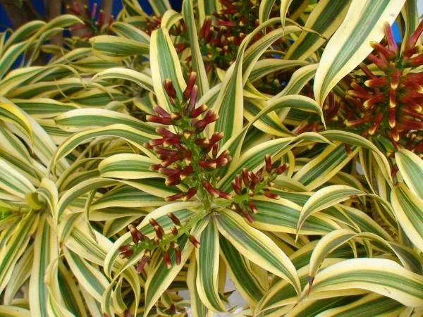 Folhagem colorida e exuberante da Dracena, destacando seu aspecto ornamental.