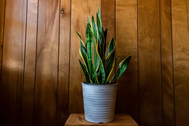 Planta Espada-de-São-Jorge em vaso cinza sobre um suporte de madeira, com fundo rústico de madeira.