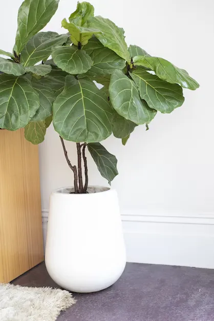  Planta Ficus Lyrata em vaso branco, posicionada em um ambiente moderno e minimalista..