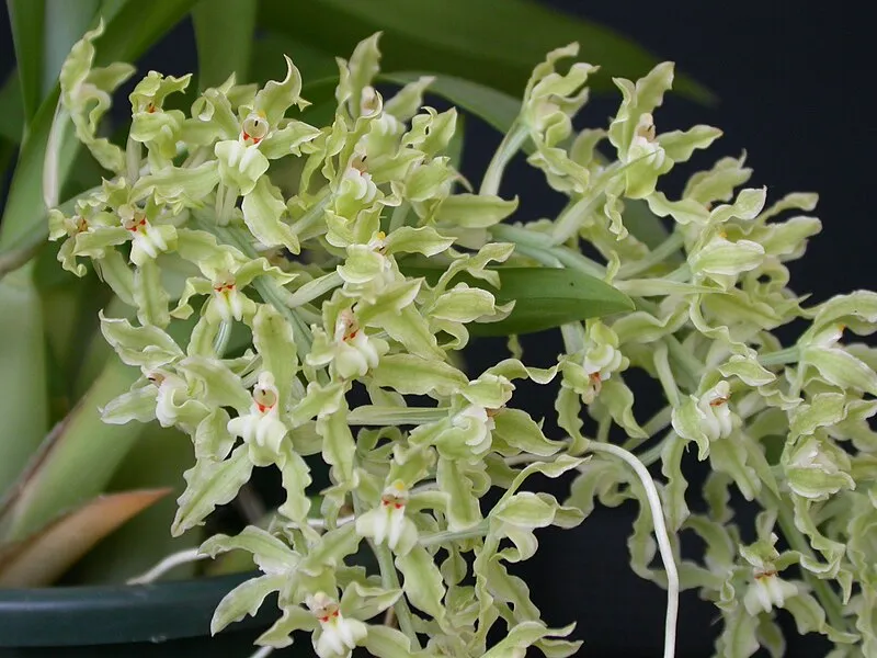 Orquídea Gomesa crispa com flores delicadas e aroma cítrico, semelhante ao limão.