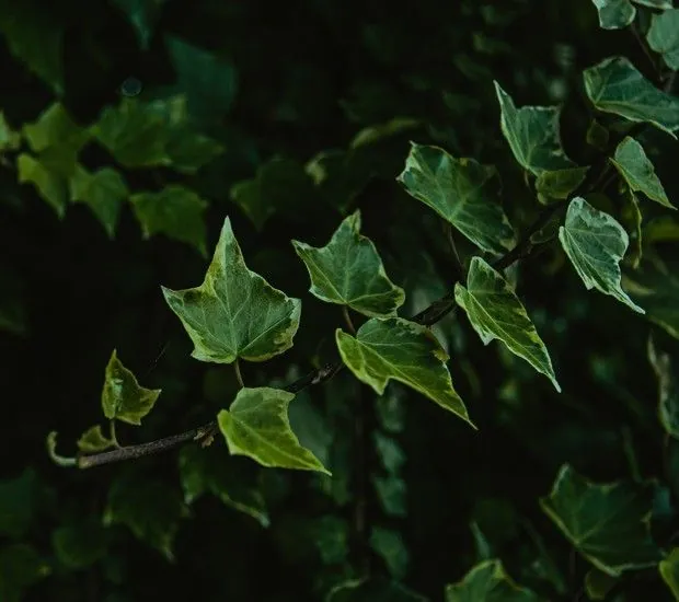 Folhagem verde escura da planta Hera Inglesa, destacando sua textura e formato.