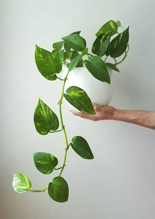 Planta Jiboia com folhas largas e sonoras, suspensa em um vaso branco.