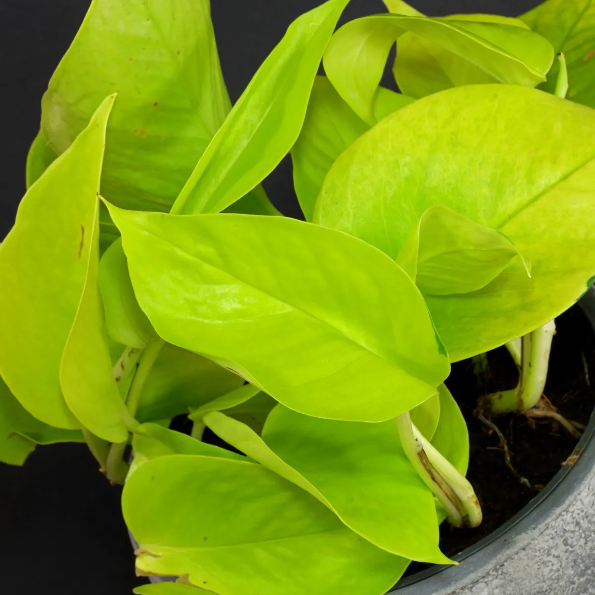  Folhas da jiboia dourada (Epipremnum aureum 'Golden Pothos') com tons vibrantes de verde.