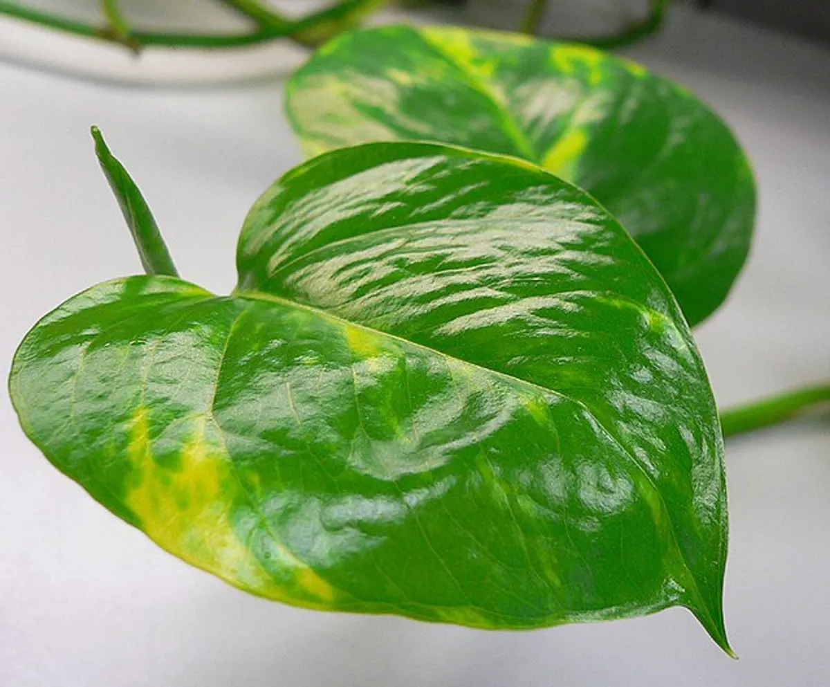 Folhas da jiboia manjericão (Epipremnum aureum 'Manjericão') com forma arredondada e verde vibrante.