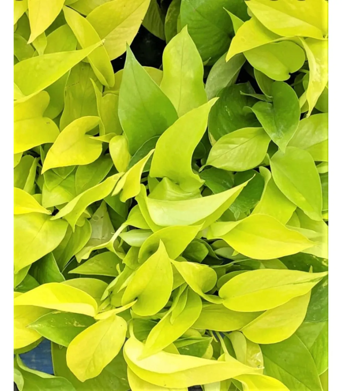 Folhas vibrantes da jiboia neon (Epipremnum aureum 'Neon'), com uma cor verde-limão brilhante.