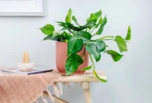 Planta jiboia em um vaso sobre uma mesa de madeira decorada.