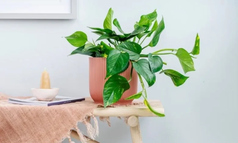 Planta jiboia em um vaso sobre uma mesa de madeira decorada.