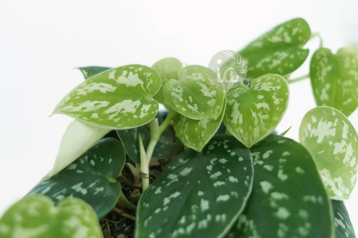 Folhas da jiboia prateada (Scindapsus pictus 'Argyraeus') com manchas prateadas sobre o verde.