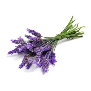 Buquê de lavanda roxa amarrado, ideal para um ambiente perfumado e bonito no seu jardim.