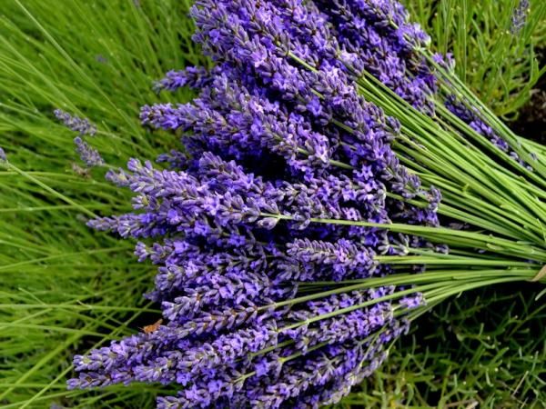 Ramo de lavanda fresca sobre um campo verde.