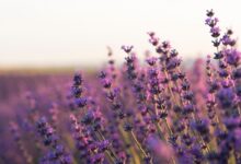 Campo de lavanda com flores roxas, criando um ambiente perfumado e belo para o jardim.