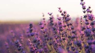 Campo de lavanda com flores roxas, criando um ambiente perfumado e belo para o jardim.