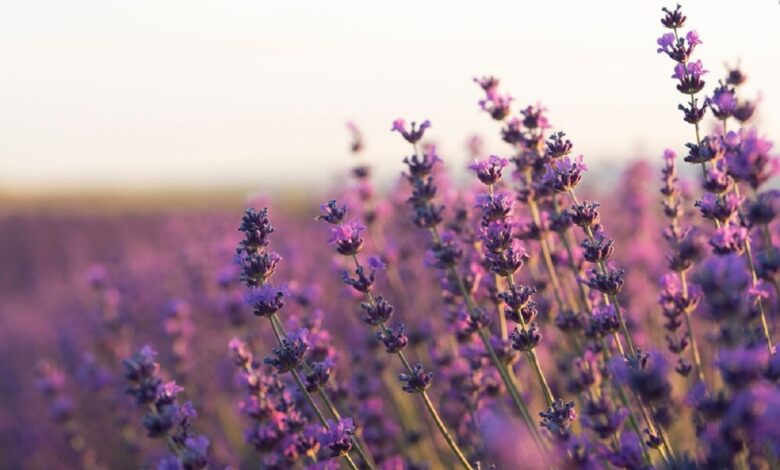 Campo de lavanda com flores roxas, criando um ambiente perfumado e belo para o jardim.