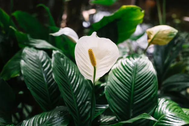 Lírio-da-paz com flor branca em destaque entre folhas verdes brilhantes.