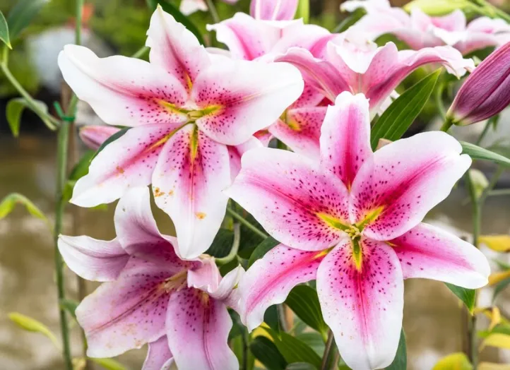 Lírios orientais rosados em plena floração, destacando sua beleza e perfume intenso.