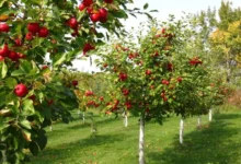 Macieiras carregadas com maçãs vermelhas, representando uma árvore frutífera que pode gerar problemas em quintais.