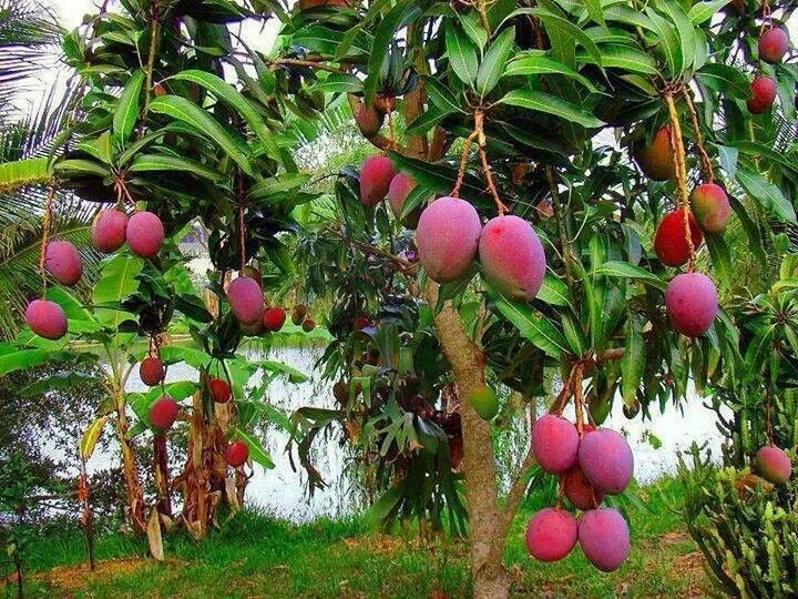 Mangueira com frutos pendurados, mostrando os riscos que o cultivo dessa árvore pode trazer para o quintal.