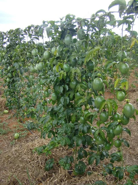 Campo de maracujazeiro com frutas penduradas, uma árvore que pode causar problemas em quintais residenciais.