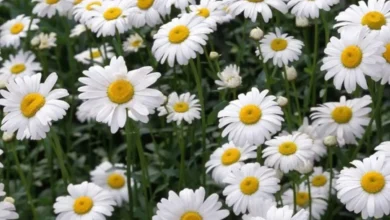 Margaridas - A flor de abril