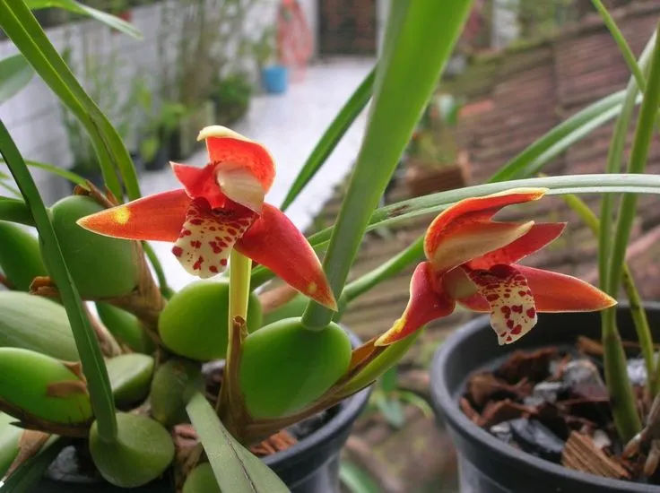 Orquídea Maxillaria tenuifolia com flores vermelhas e laranja, exalando aroma de coco queimado.