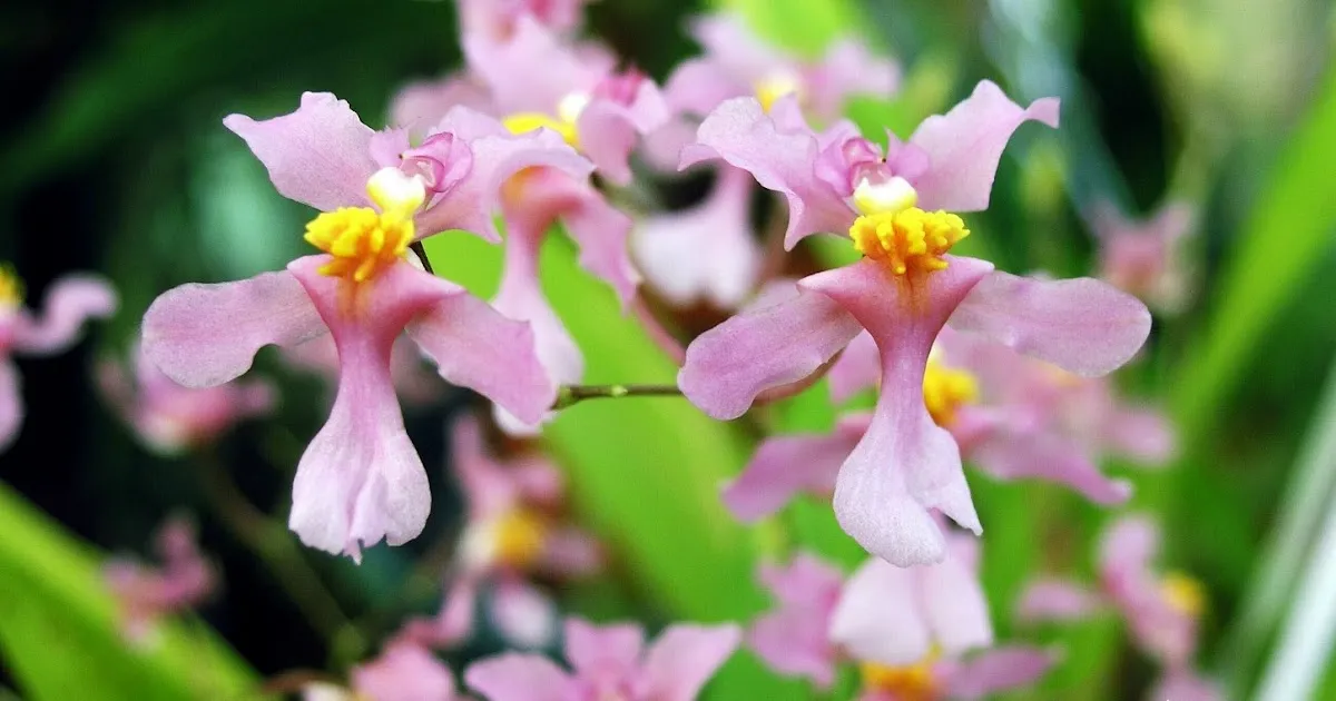 Orquídea Oncidium ornithorhynchum com flores pequenas e delicadas, apresentando um aroma controverso.