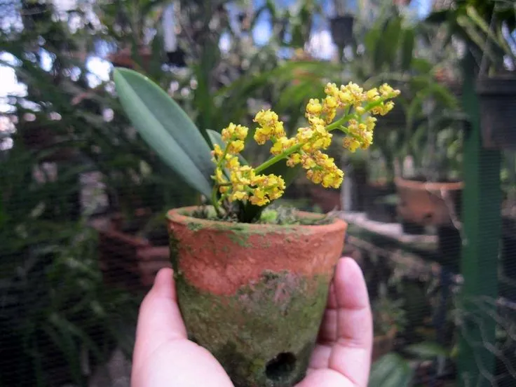 Orquídea Oncidium pumilum, com flores pequenas e delicadas, exalando aroma de mel.