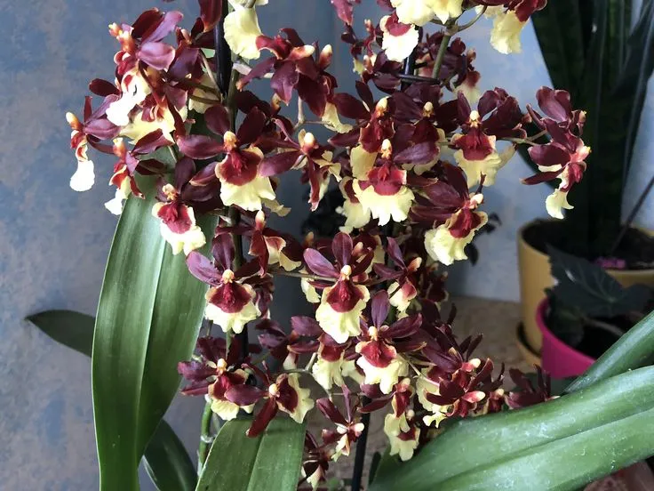 Orquídea Oncidium sharry baby 'sweet', com flores pequenas e delicadas, exalando aroma de chocolate.